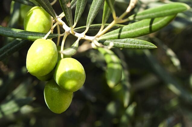 কেটোজেনিক ডায়েটে জলপাই খাওয়ার সুবিধা